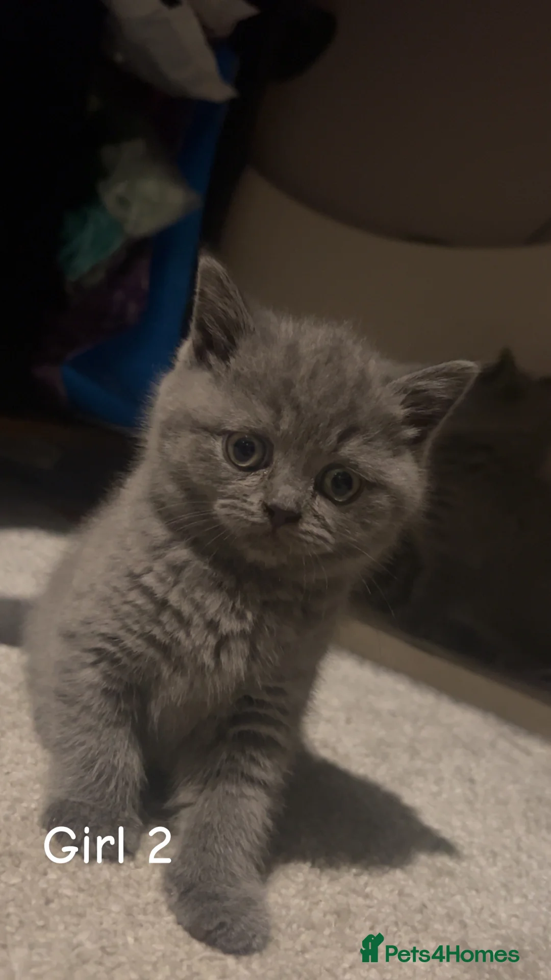 British Shorthair cats for sale: Beautiful BSH Kittens / GCCF registered  - Advert 20