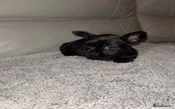 Mixed Breed dogs for sale: Rare Frenchie and Yorkie Mix litter - Image 5