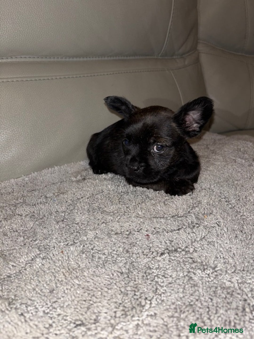 Mixed Breed dogs for sale: Rare Frenchie and Yorkie Mix litter - Image 5