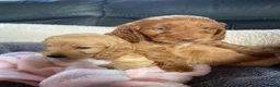 Cockapoo dogs for sale: Cockerpoo puppies - Advert 6