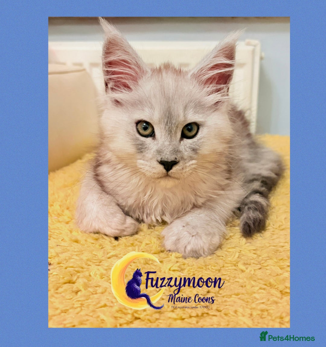 Maine Coon cats for sale: Gorgeous Shaded Pedigree Maine Coon Kittens - Advert 17