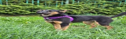 Mixed Breed dogs for adoption: ❤️🐶 GINA – GENTLE PEOPLE, PLAYFUL DOGS in Burton-on-Trent - Advert 19