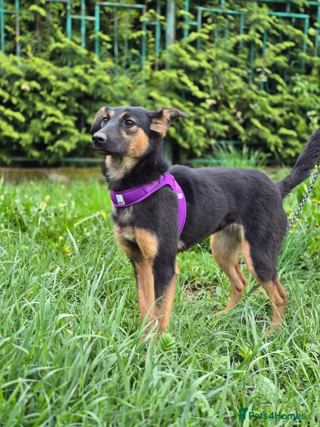 Mixed Breed dogs for adoption: ❤️🐶 GINA – GENTLE PEOPLE, PLAYFUL DOGS in Burton-on-Trent - Advert 19