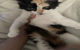British Longhair cats for sale: British long hair (curly tail) - Image 9