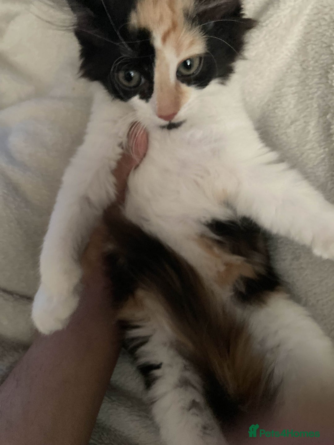 British Longhair cats for sale: British long hair (curly tail) - Image 9