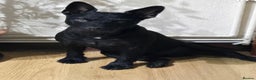 Patterdale Terrier dogs for stud: Looking to stud - Advert 2
