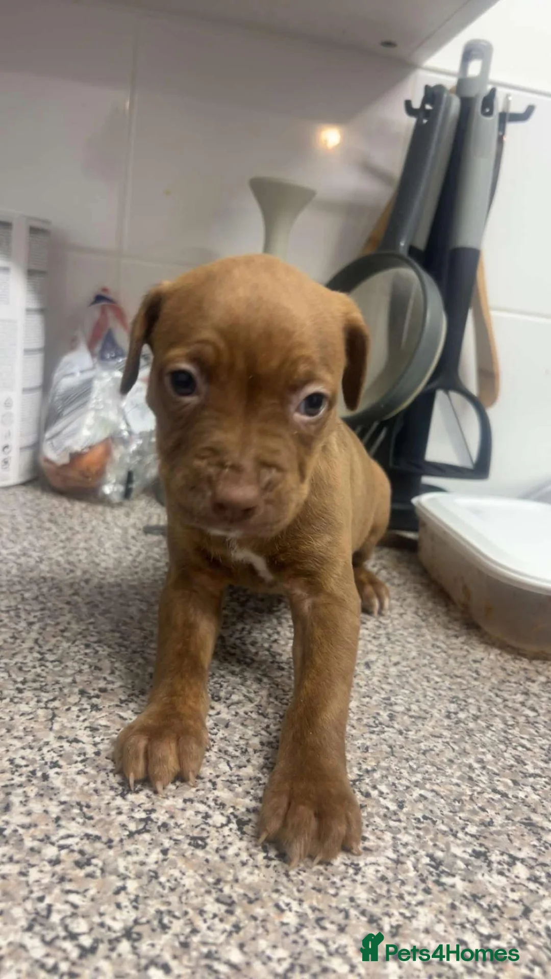 Mixed Breed dogs for sale: Beautiful fawn staff Girl  - Advert 1