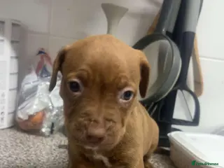 Mixed Breed dogs Beautiful fawn staff Girl - Advert 1