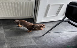 Dachshund dogs for adoption: 1 year old dachshund  - Image 1
