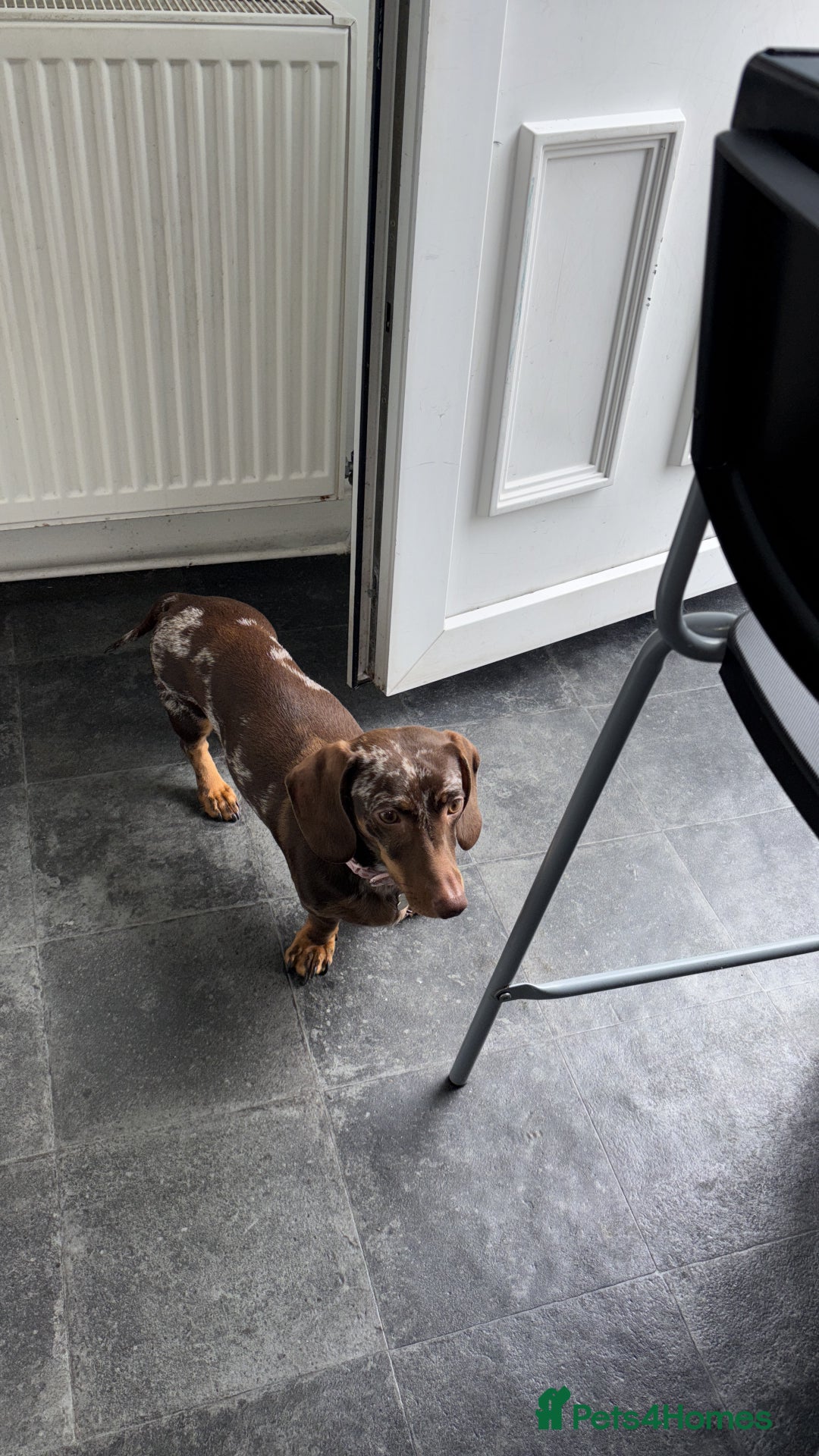 Dachshund dogs for adoption: 1 year old dachshund  - Image 1
