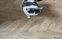 Mixed Breed cats for sale: 2 sisters cats - Image 4