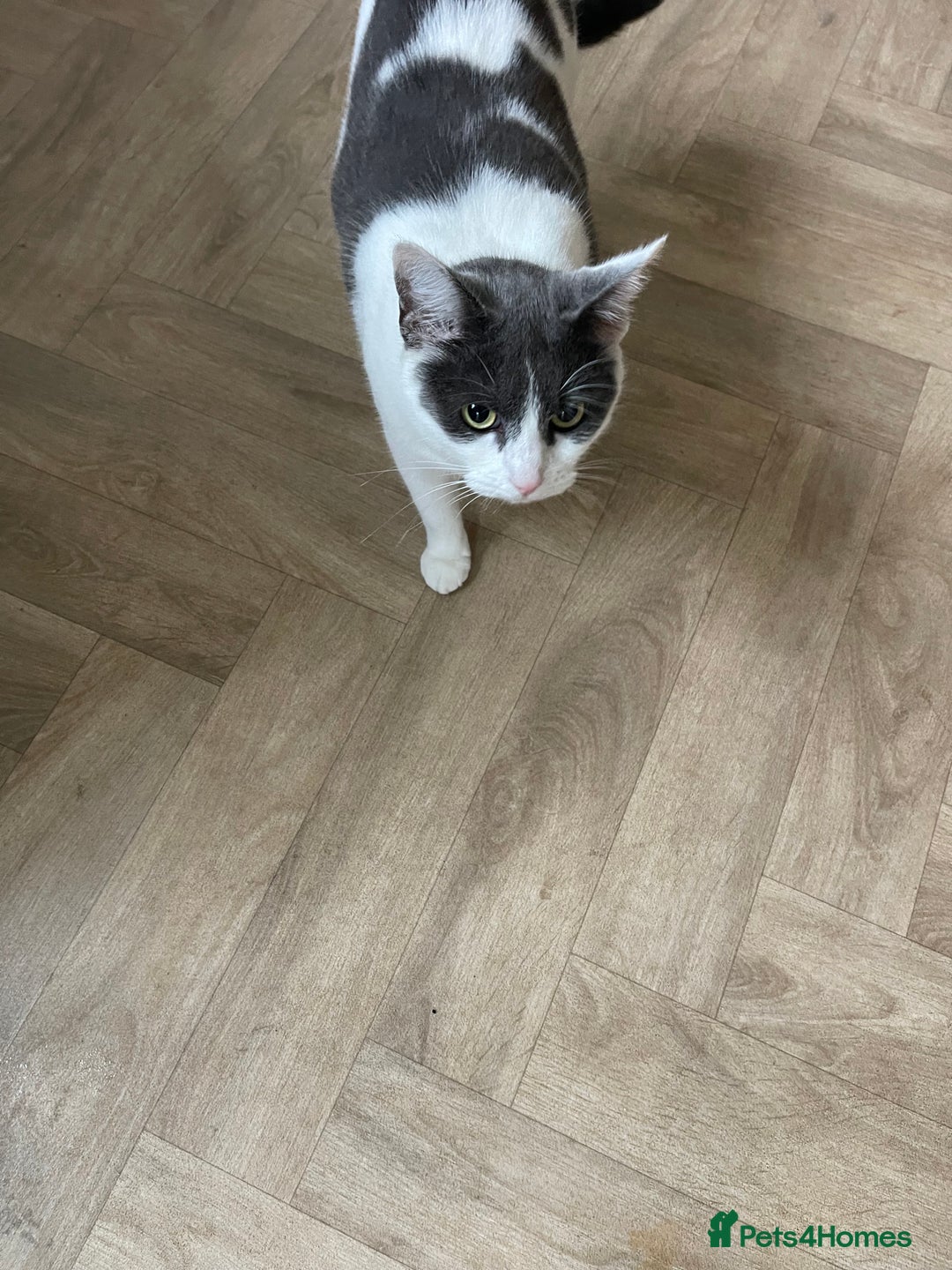 Mixed Breed cats for sale: 2 sisters cats - Image 4