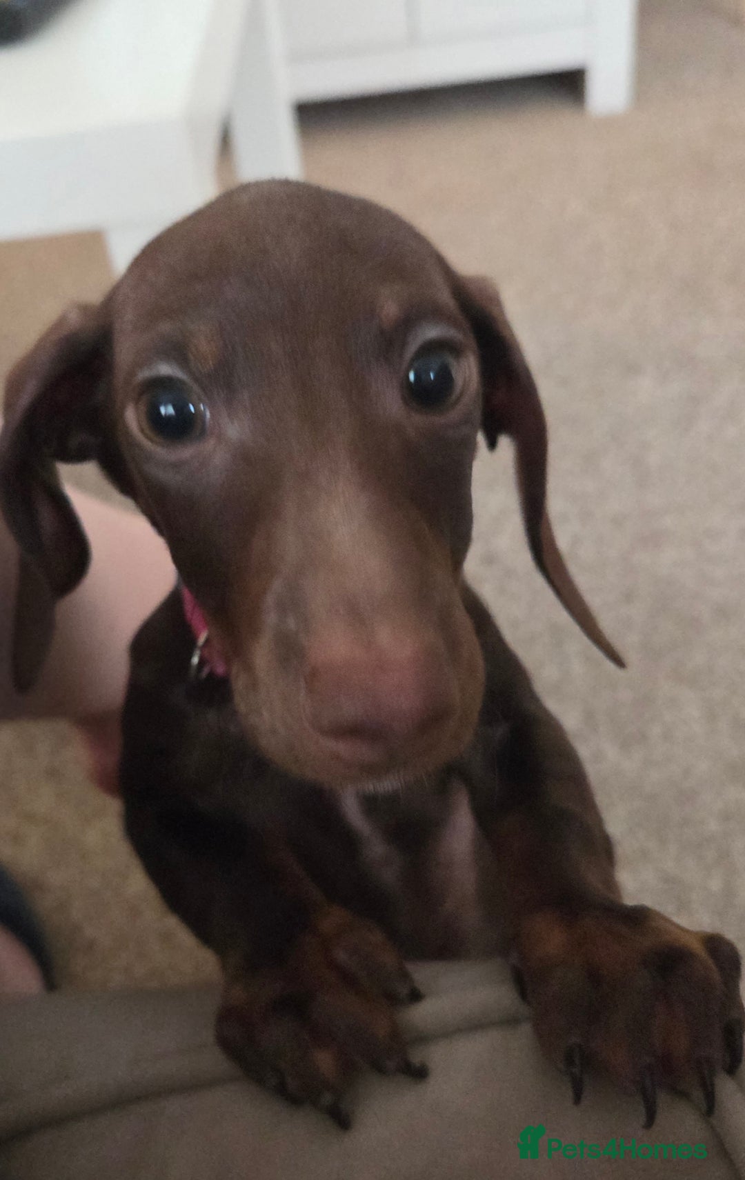 Dachshund dogs for sale: Female Dachshund Puppy - Advert 2