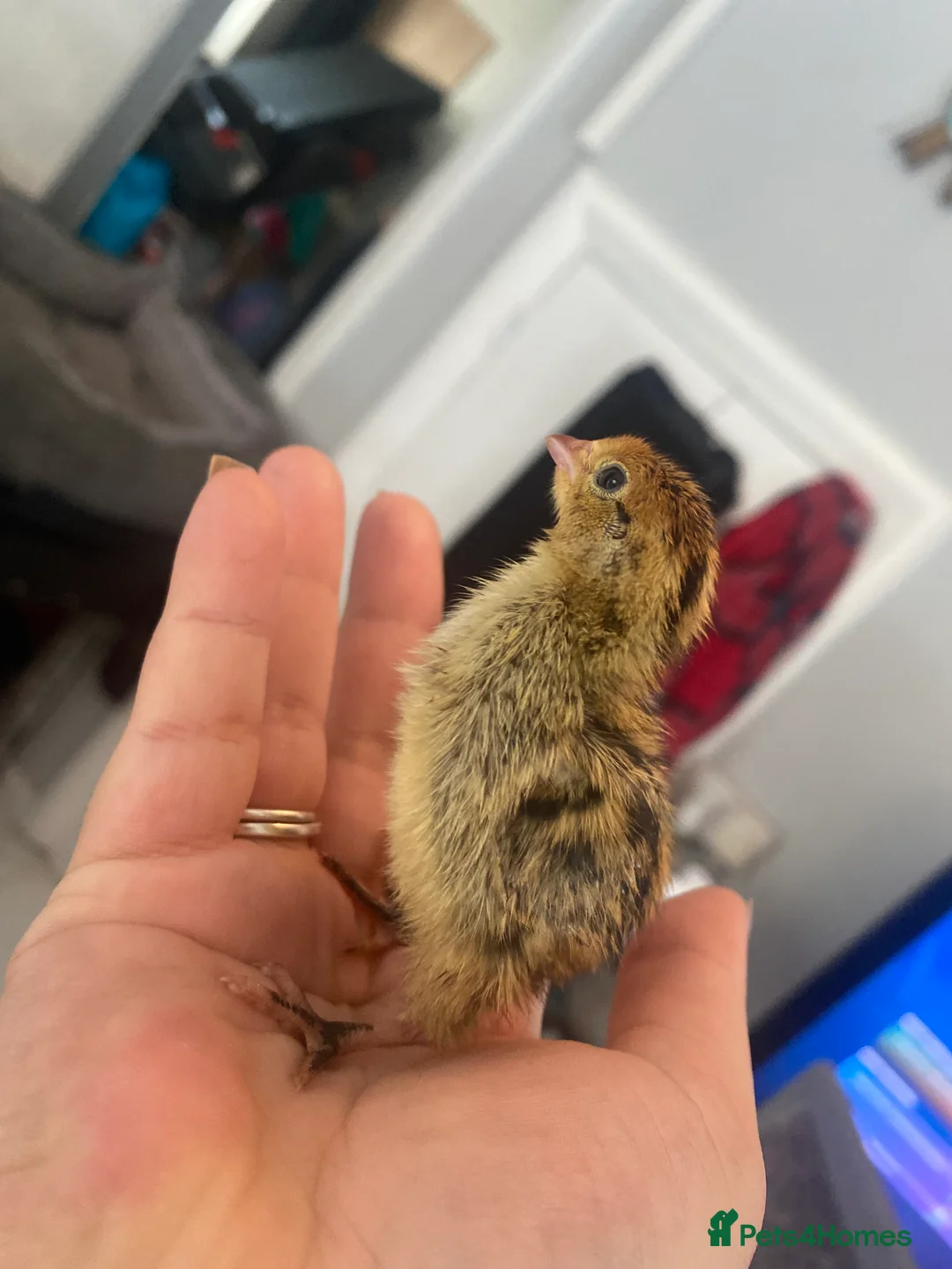 Quail poultry for sale: Coturnix quail see description for prices  - Advert 13