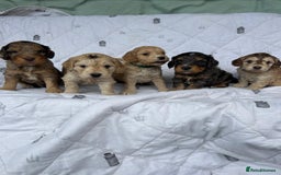 Cockapoo dogs for sale: Cockapoo puppies beautiful colours  - Image 11