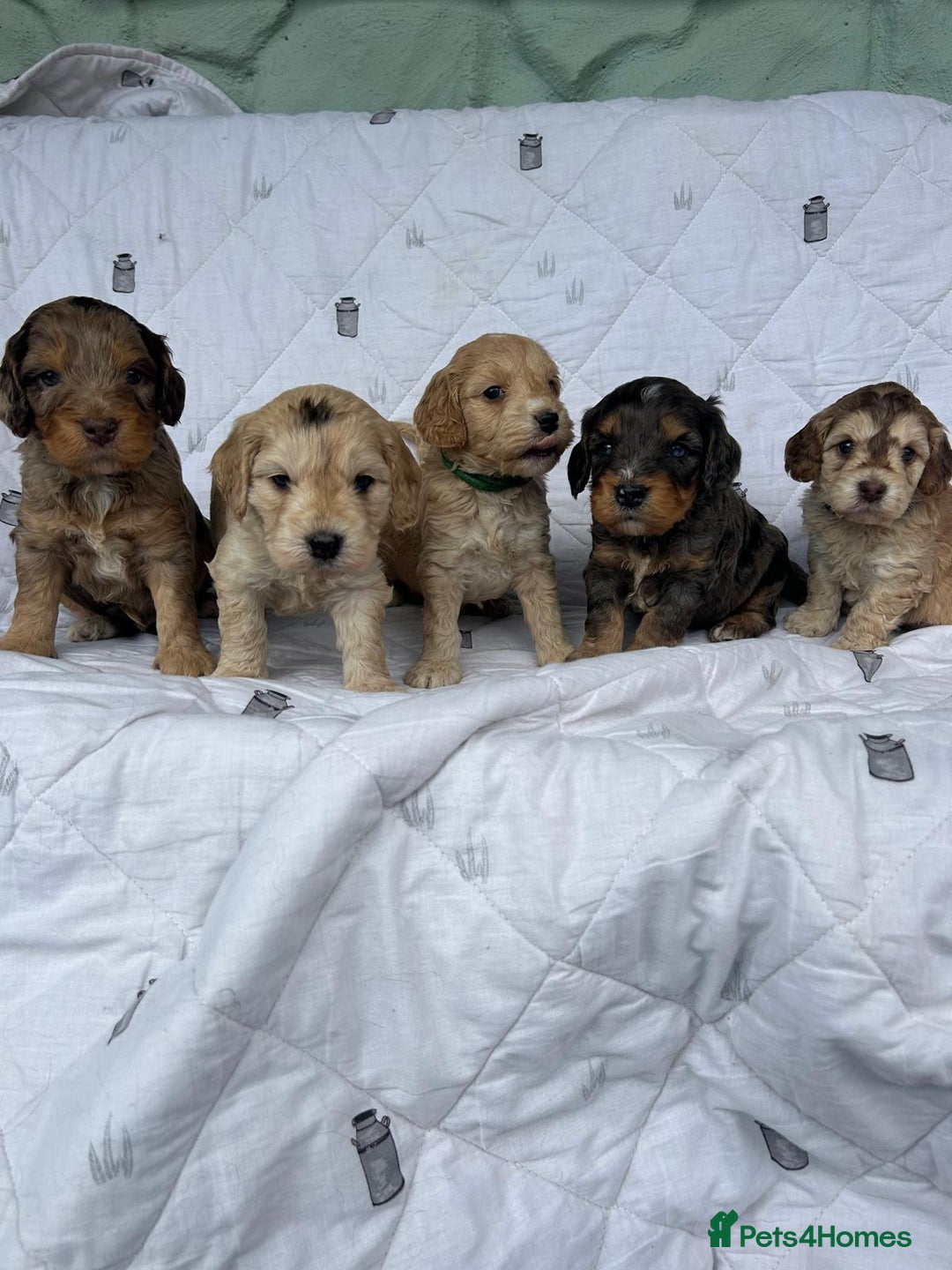 Cockapoo dogs for sale: Cockapoo puppies beautiful colours  - Image 11