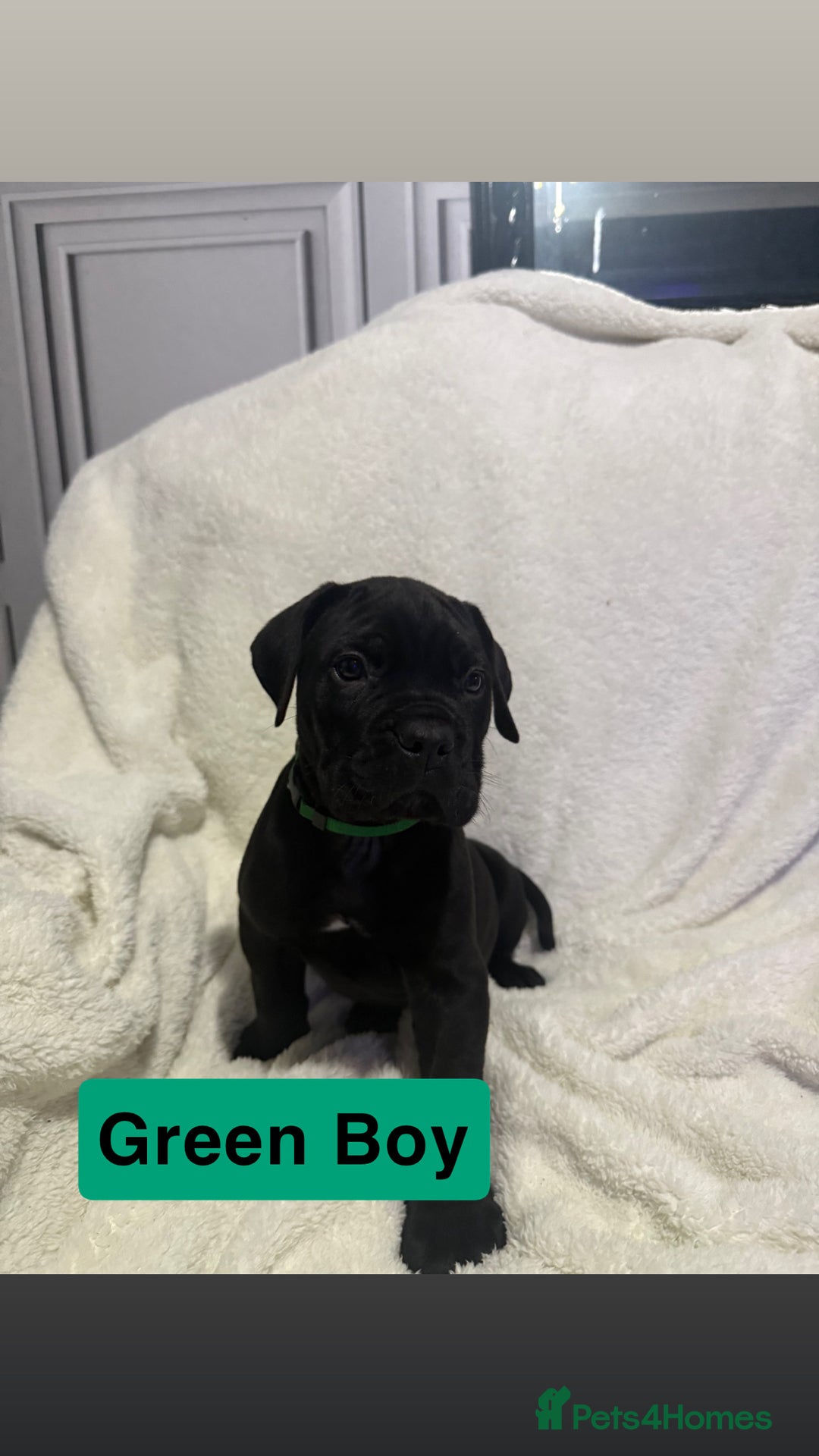 Cane Corso dogs for sale: 12 beautiful cane corso puppies 🐾 - Advert 19