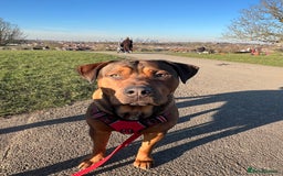 American Bull Staffy dogs for stud: Crash Bandicoot Staffweiler e ATAT d DNA tested ✅✅ - Image 20