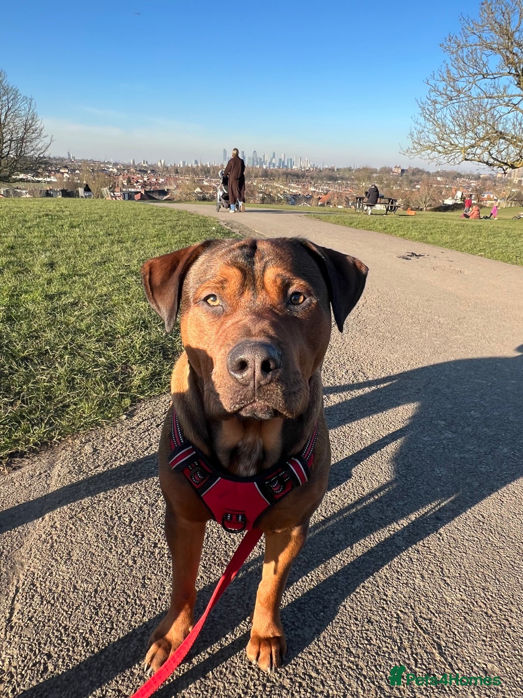 American Bull Staffy dogs for stud: Crash Bandicoot Staffweiler e ATAT d DNA tested ✅✅ - Image 20