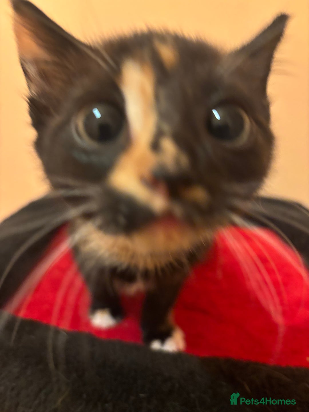 Mixed Breed cats for sale: Gorgeous Kittens Ready For A New Home!  - Advert 4