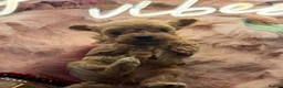 Maltipoo dogs for sale: Tiny Asian Poodle Dad  & Korea Maltese Mum 🫠 - Advert 3