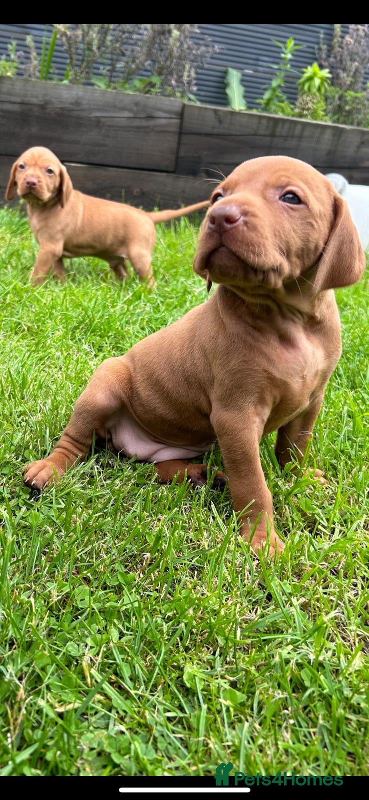 Hungarian Vizsla dogs Beautiful Hungarian Vizsla puppies available  - Advert 1