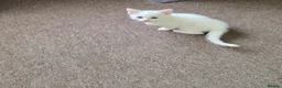 Turkish Angora cats for sale: Whithe Turkish Angora - Advert 24