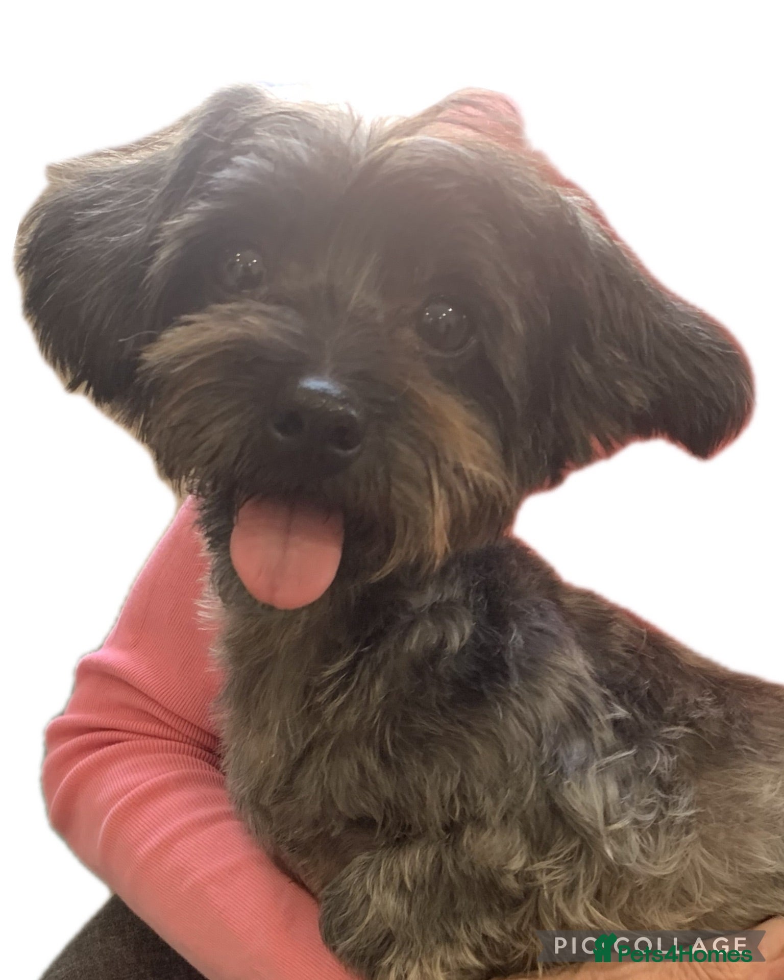 Mixed Breed dogs Minnie - female crossbreed - Advert 11