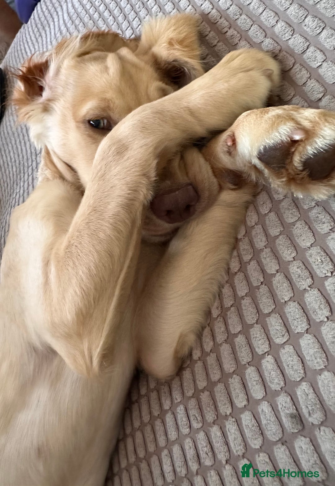 Sprocker dogs for sale: Sprocker spaniel 5 months old  - Image 11