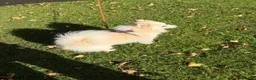 Japanese Spitz dogs for sale: Our Japanese Spitz looking for a new, loving home. in Leeds - Advert 6