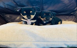 Jack Russell dogs for sale: Outstanding miniature Jack Russell puppies  - Image 5