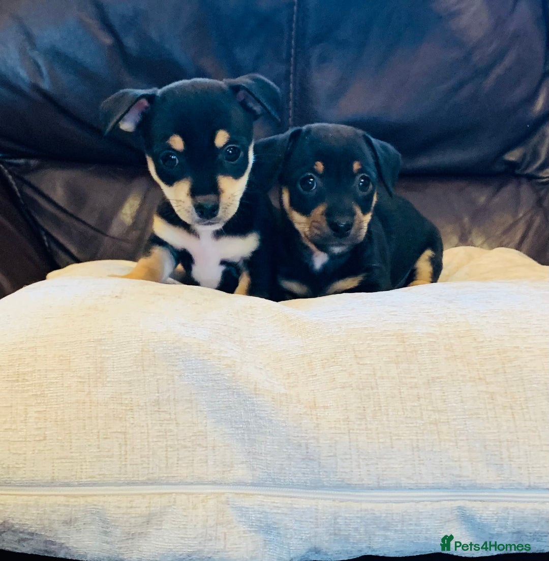 Jack Russell dogs for sale: Outstanding miniature Jack Russell puppies  - Image 5