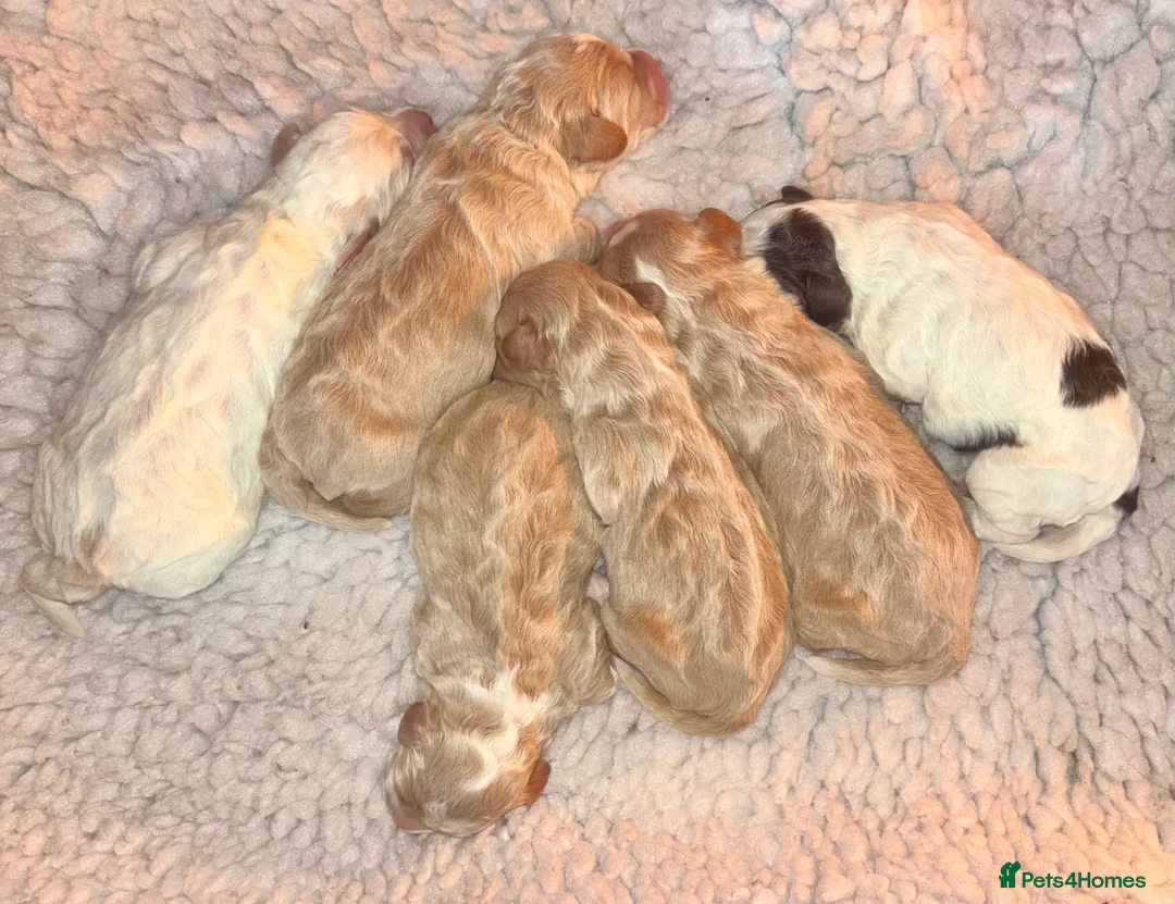 Cockapoo dogs for sale: Cockerpoo puppies  - Advert 27