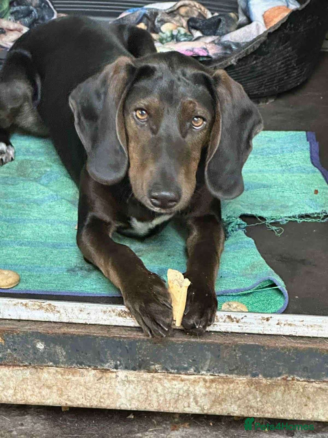 Mixed Breed dogs for adoption: Chief hound X special boy  - Image 1