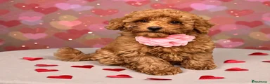 Miniature Poodle Puppy 1