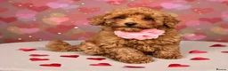 Miniature Poodle dogs for sale: Curly Teddy Bears - Advert 4