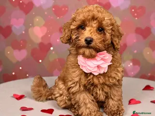 Miniature Poodle dogs Curly Teddy Bears - Advert 1