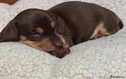 Mixed Breed dogs for sale: Adorable Daschund x spaniel pups  - Advert 34