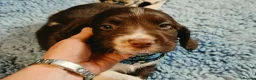 English Springer Spaniel dogs for sale: KC Health Tested, Home Reared 5 ⭐️ Liver Pups - Advert 17