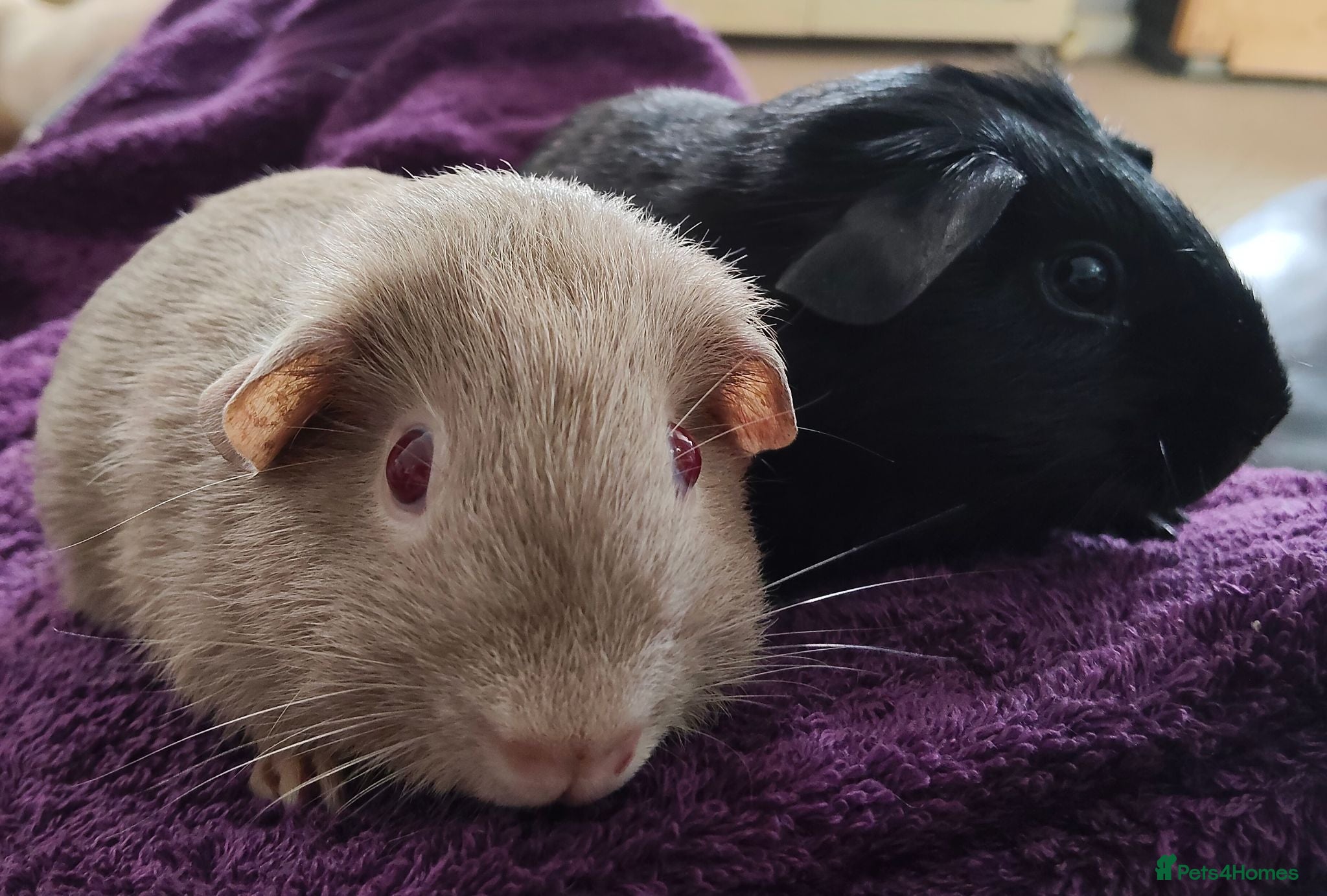 Guinea Pig rodents Pair of Guinea pigs - Advert 18