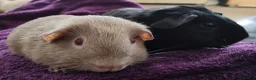 Guinea Pig rodents for sale: Pair of Guinea pigs - Advert 1