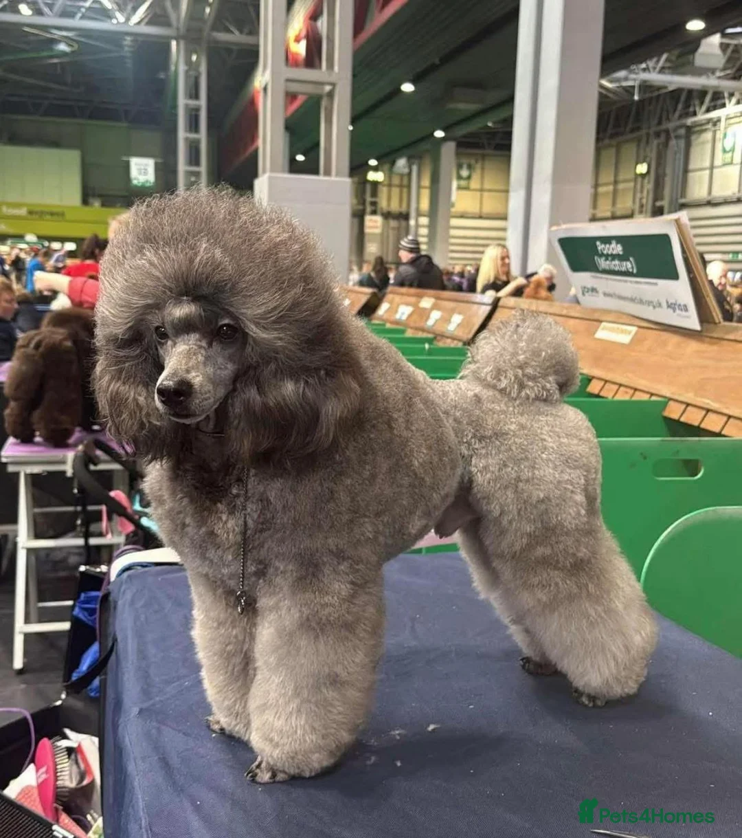 Miniature Poodle dogs for sale: OUTSTANDING SILVER MINI POODLES BEST IN 🇬🇧  - Advert 18