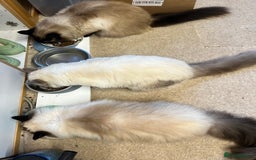 Ragdoll cats for sale: Beautiful blue point Ragdoll - Image 4
