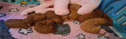 Standard Poodle dogs for stud: Red Standard Poodle Stud - Advert 3