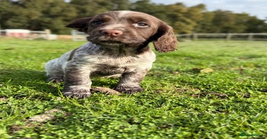 Cocker Spaniel dogs - Advert 12