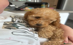 Miniature Poodle dogs for sale: Miniature poodles ready now xx in Hull - Image 25