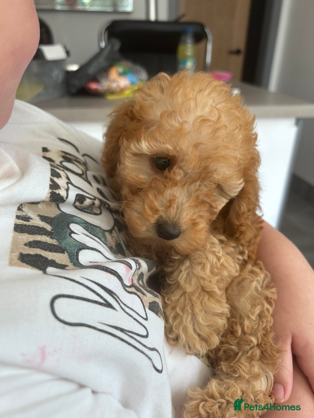 Miniature Poodle dogs for sale: Miniature poodles ready now xx in Hull - Image 25