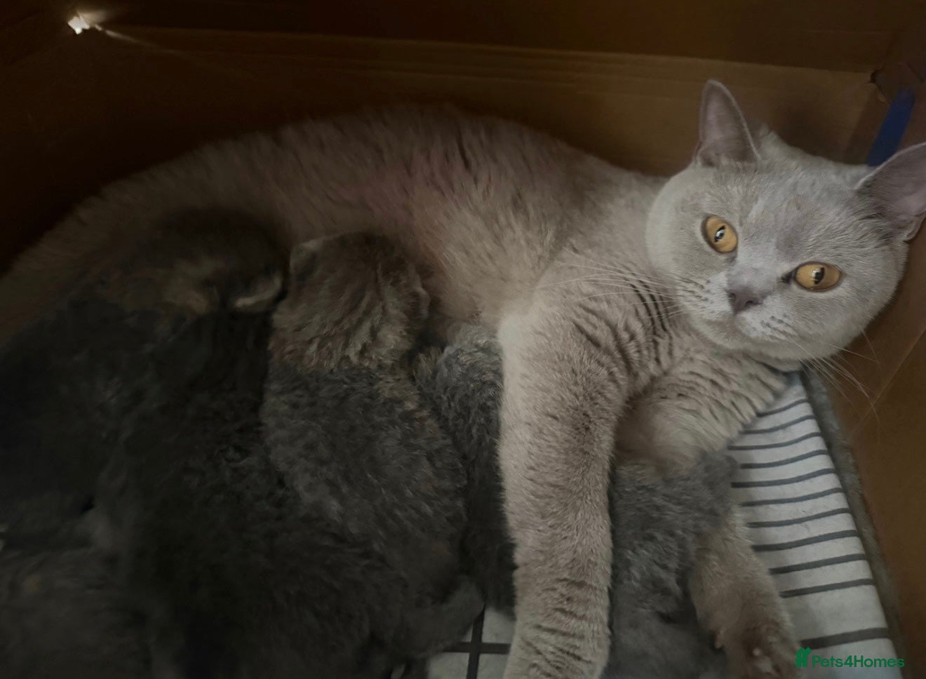 British Shorthair cats 1 Stunning British Shorthair female Kittens left!! - Advert 2
