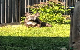 French Bulldog dogs for sale: Blue fawn female french bulldog - Image 1
