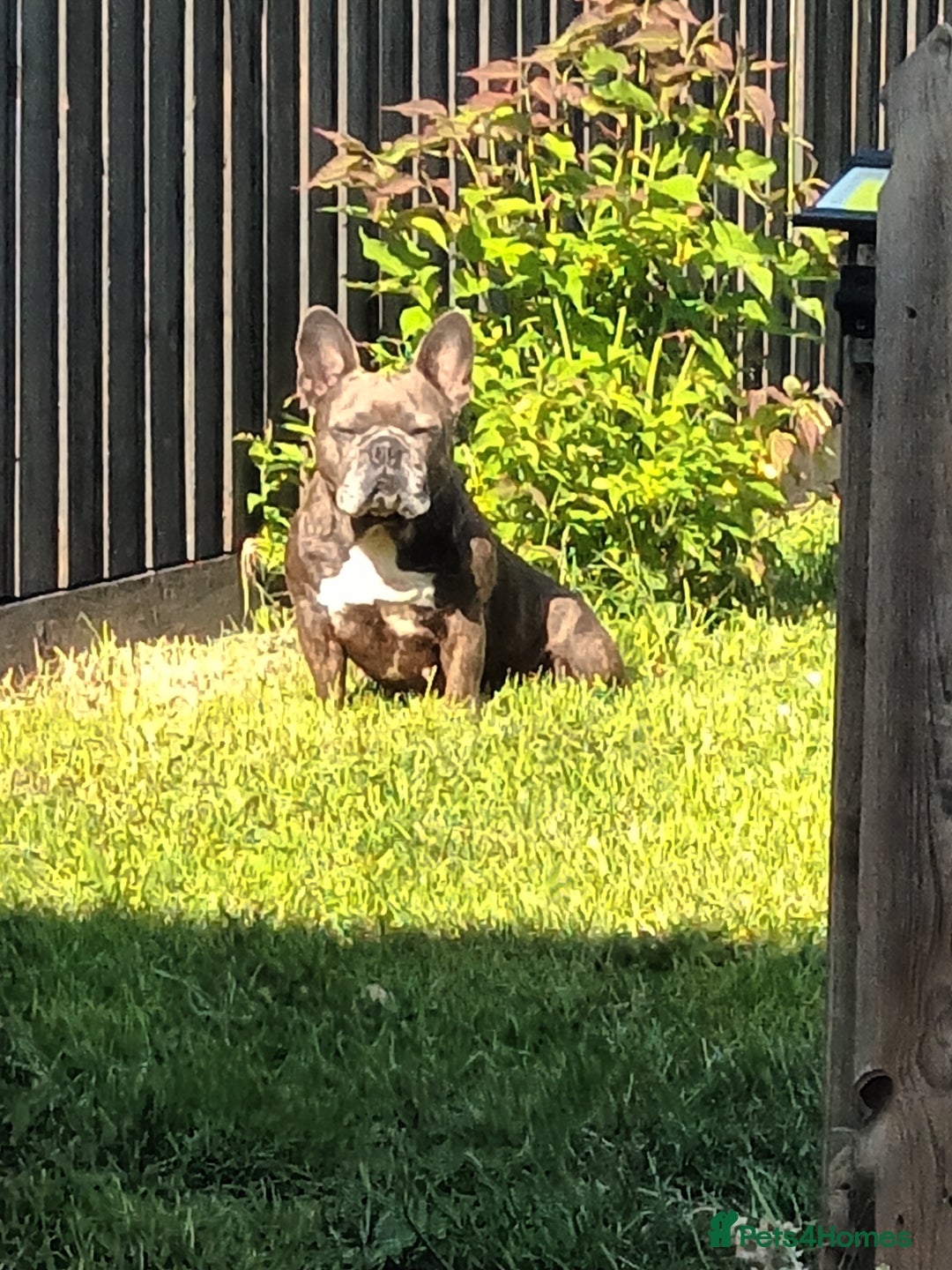 French Bulldog dogs for sale: Blue fawn female french bulldog - Image 1